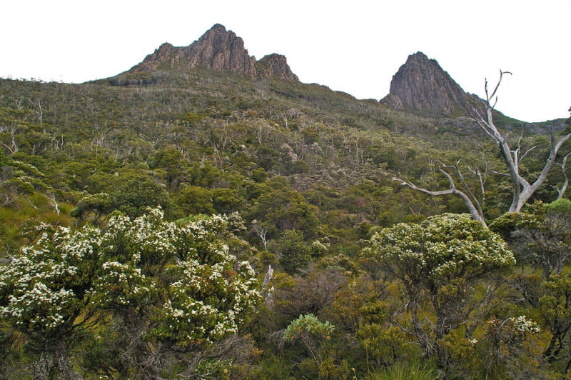 Cradle Mountain vegetation