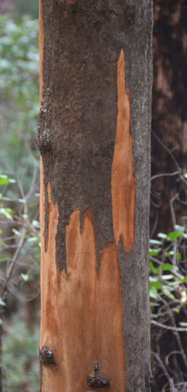 Grey Gum