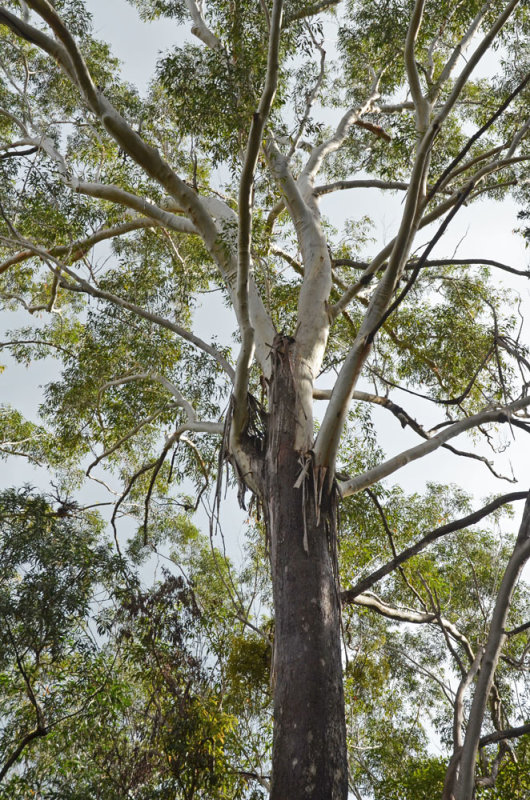 Blackbutt