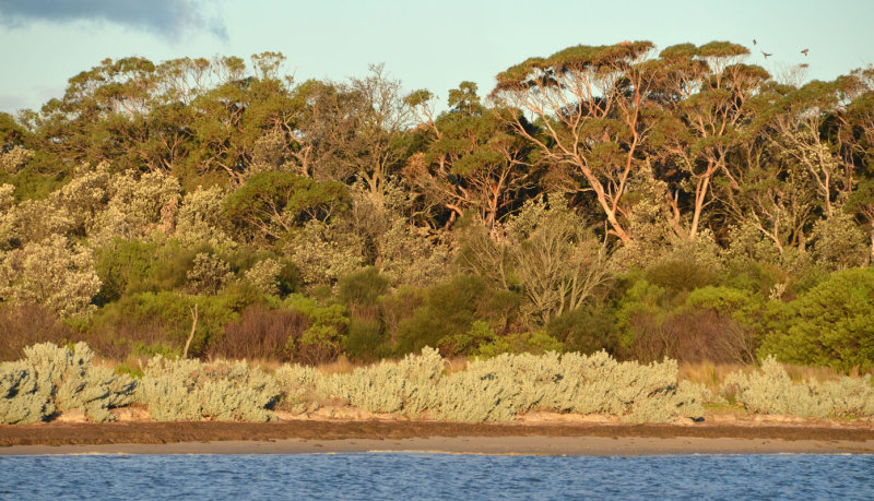 near McLoughlins Beach