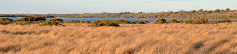 saltmarsh