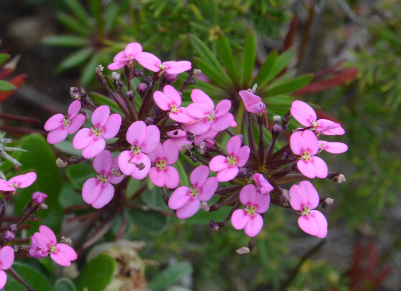 Pale Beaked Trigger-plant (Stylidium fasciculatum)