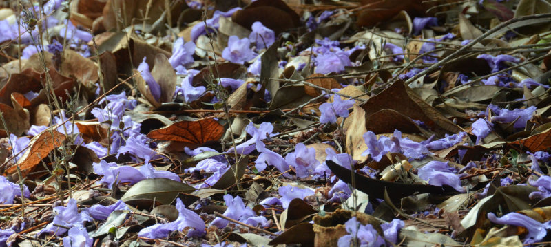 Jacaranda carpet