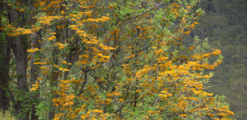 Silky Oak (Grevillea robusta)