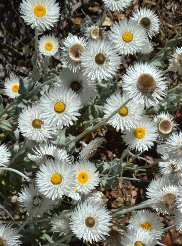 White Everlasting (Coronidium newcastlianum)