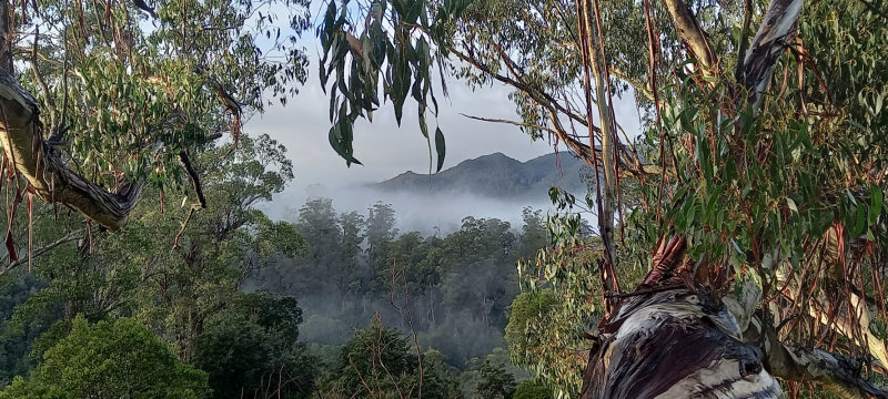 Tarkine view