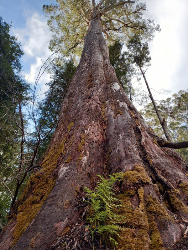 tall tree