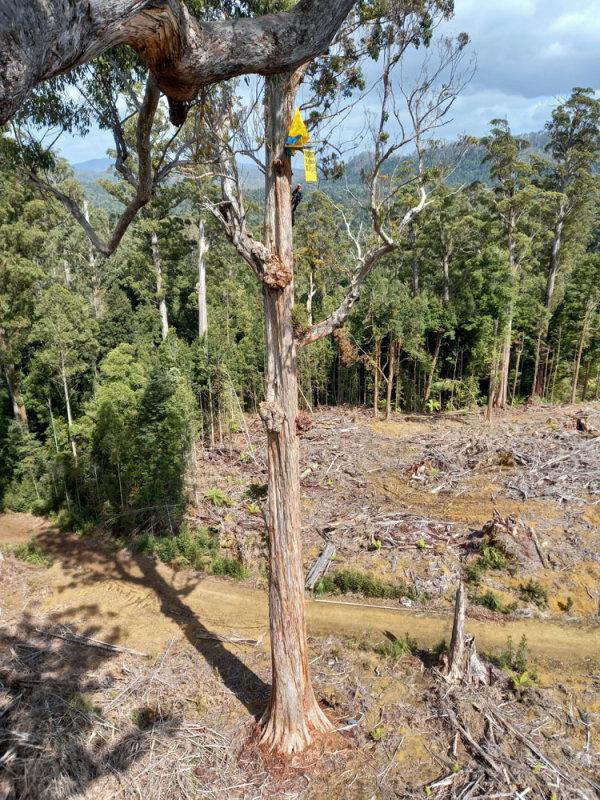 from one tree sit to another