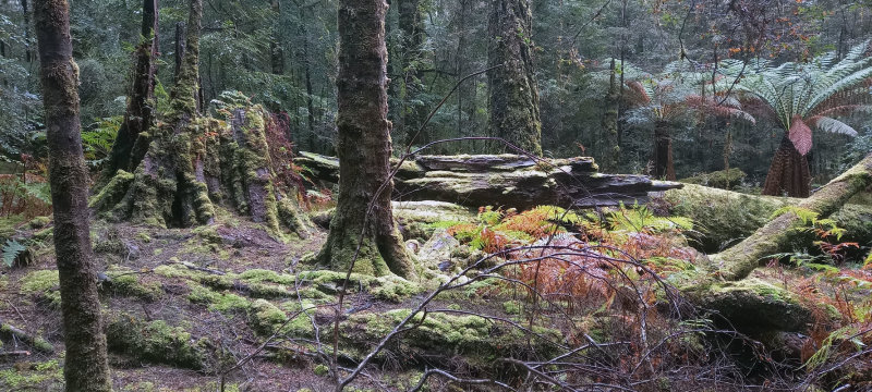 rainforest floor