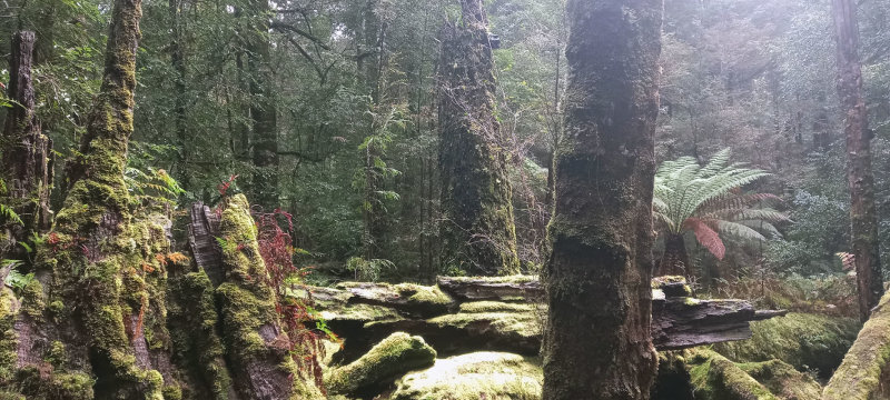 rainforest floor