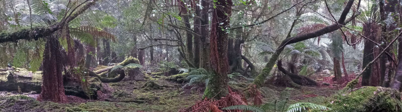 rainforest floor