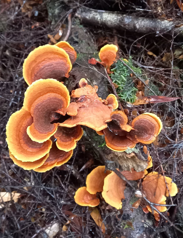 Golden Curtain Crust (Stereum ostrea)