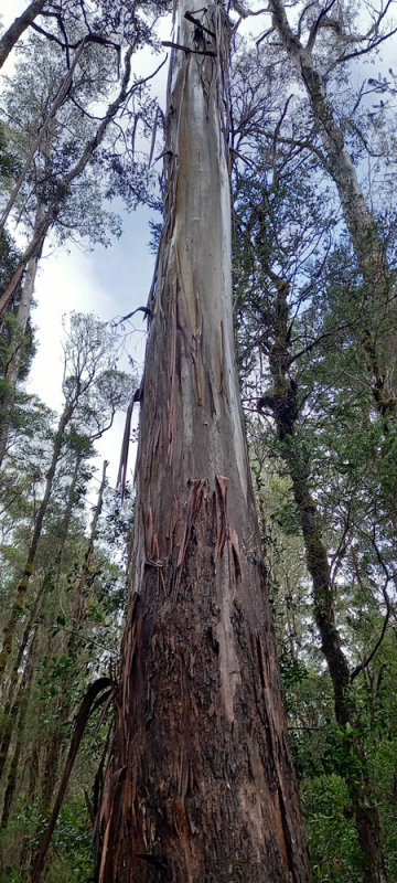 tall eucalypt