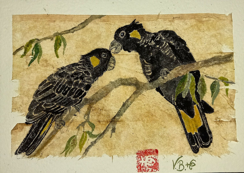 Yellow-tailed Black-cockatoos