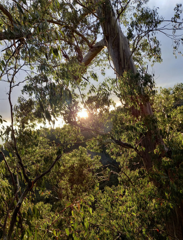dawn in the forest canopy