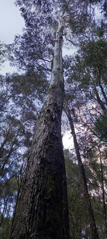 Brookers Gum (Eucalyptus brookeriana)