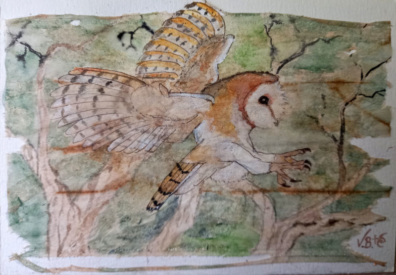 Masked Owl