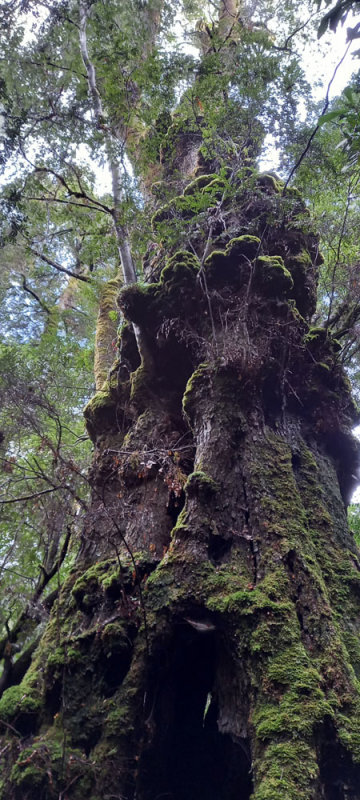 grand old tree