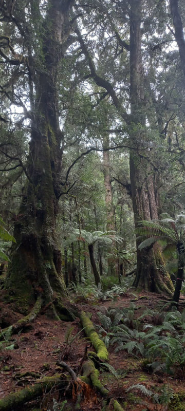 cool temperate rainforest