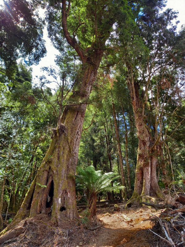 old rainforest trees