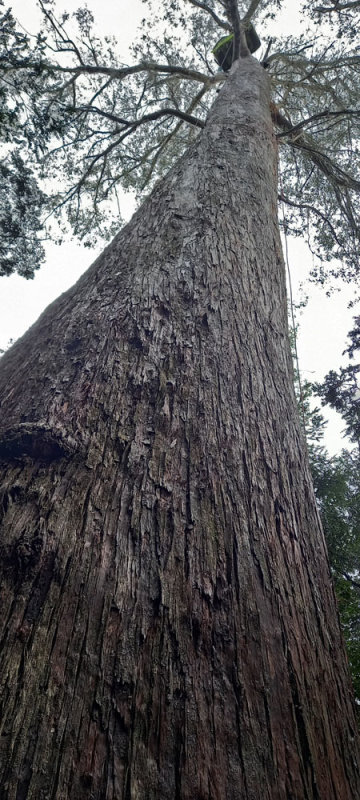 Western Peppermint with tree sit