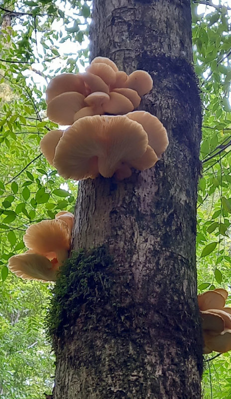 bracket fungi