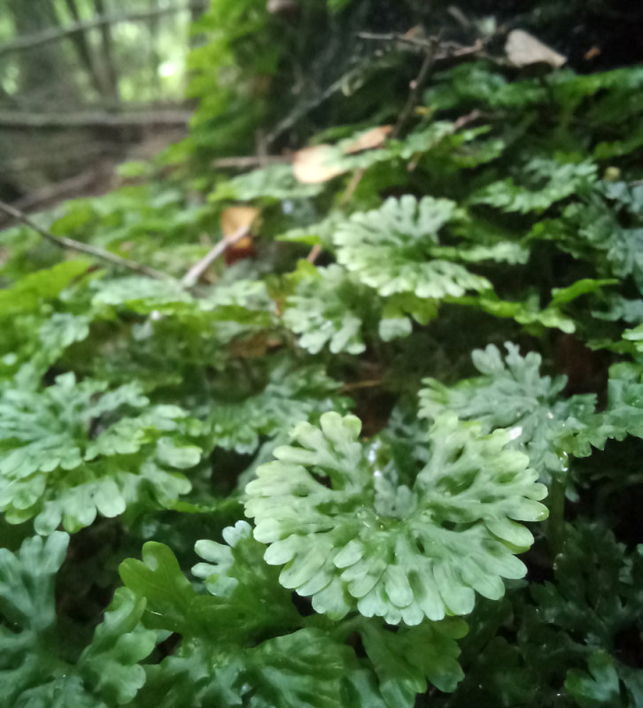 Leafy Liverwort (Hymenophyton flabellatum)