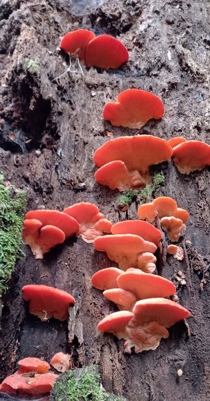 red fungi