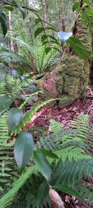 forest floor