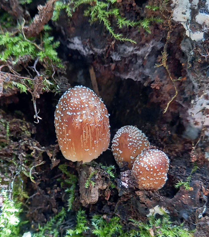 speckled fungi