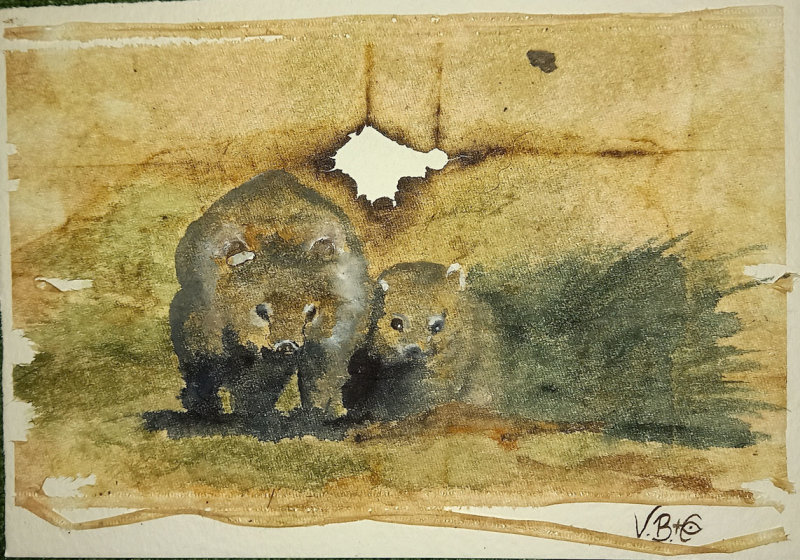 wombats