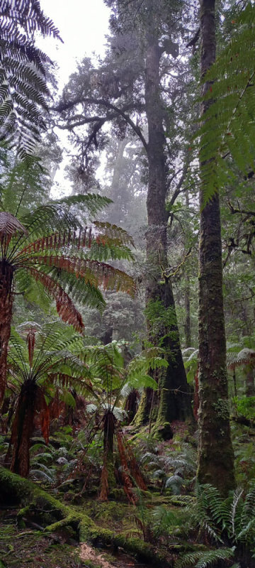 temperate rainforest