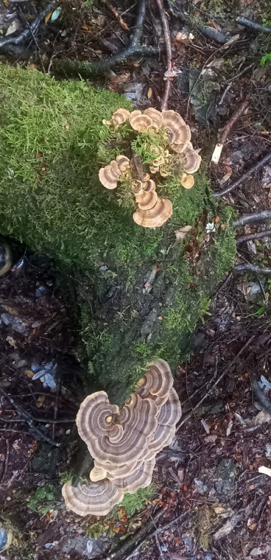 Turkey Tail fungus