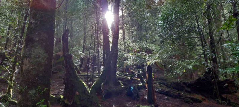 within the rainforest