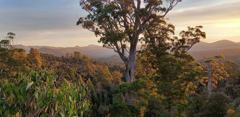 treesit view