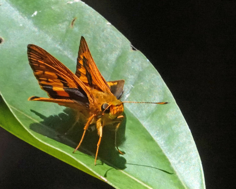 Bright-orange Darter male