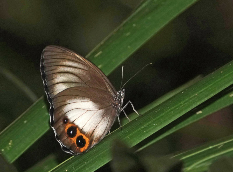 Palmfly female