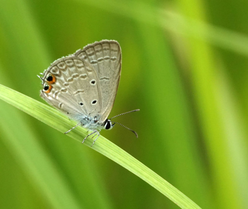 Spotted Pea-blue