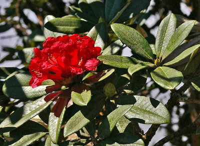 wild rhododendron