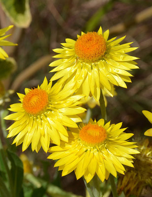 Golden Everlasting (Xerochrysum bracteatum)