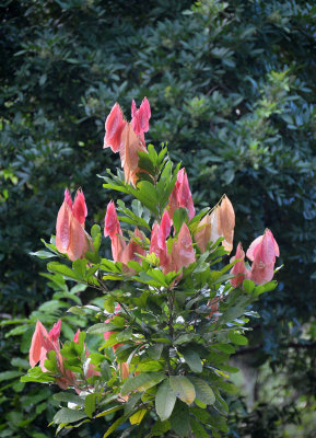 Rose Tamarind (Arytera divaricata)