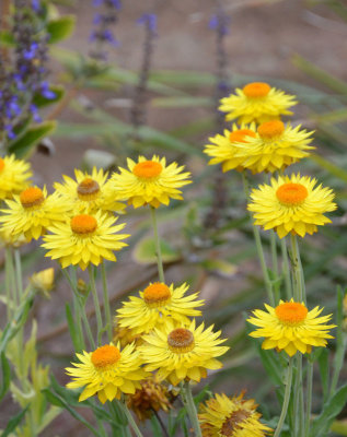 Golden Everlasting (Xerochrysum bracteatum)