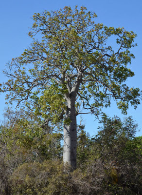 Broad-leaved Bottle Tree (Brachychiton australis)