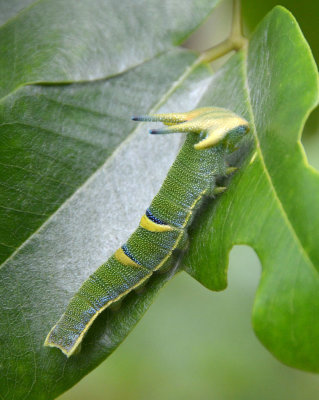 Tailed Emperor caterpillar