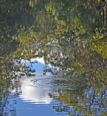reflections and ripples