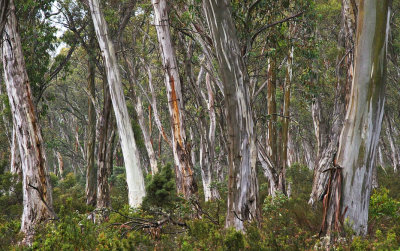 Mountain Gum (Eucalyptus dalrympleana) forest
