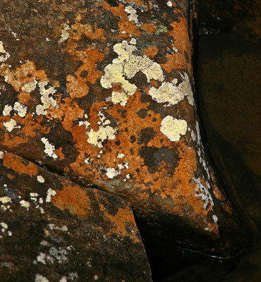 lichen on rocks