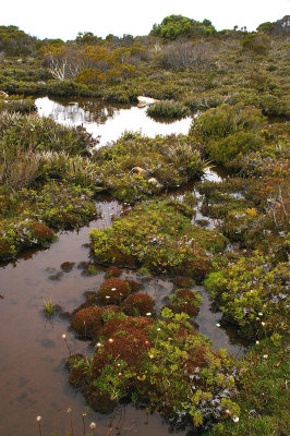 alpine bog