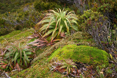 cushionbush and Pandani