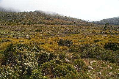 subalpine moor